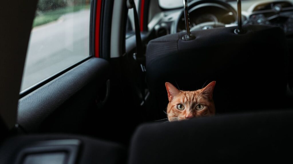 how to take a cat on a road trip
