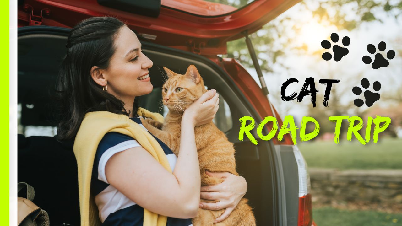 How to Take a Cat on a Road Trip