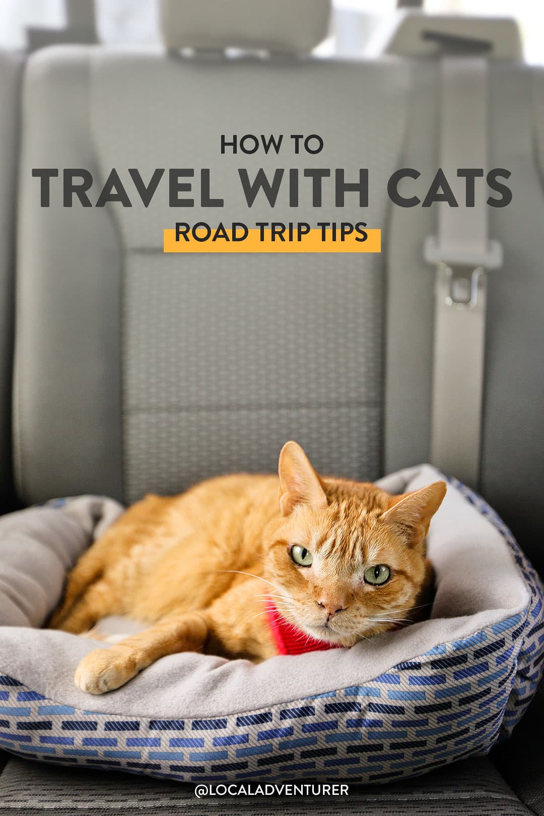 How to Take a Cat on a Road Trip: Feline Travel Tips
